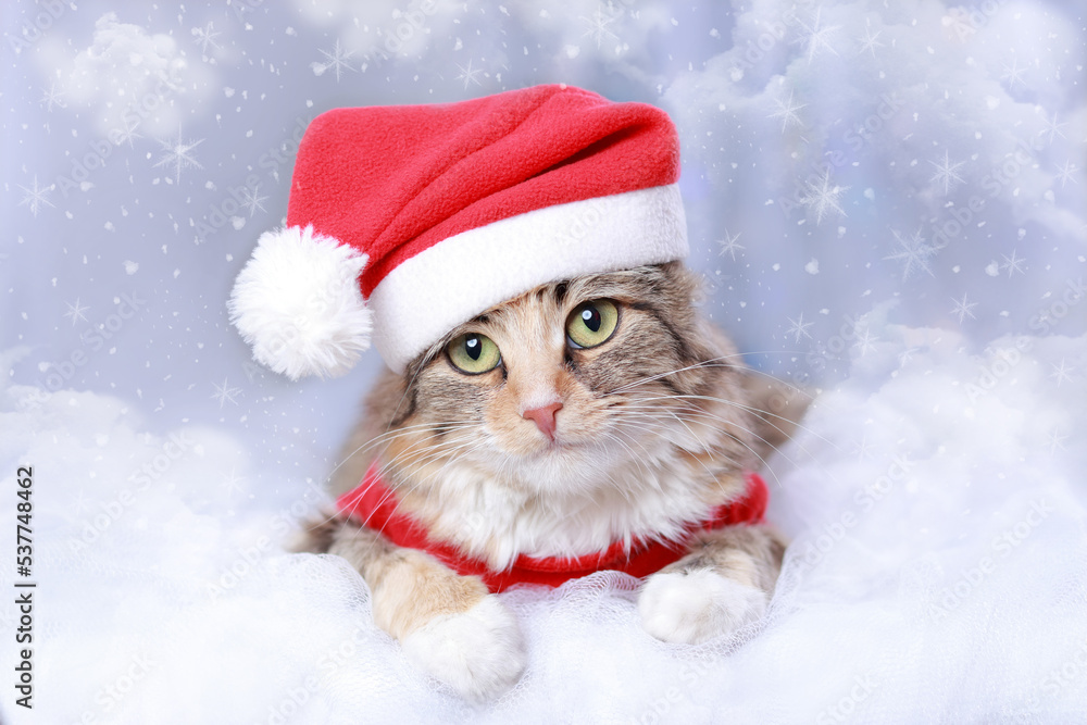 Santa Claus Cat lies on white clouds. New Year holiday background. Cat with big green eyes in a Santa Claus hat on a white background. Christmas Kitten. Winter season. Greeting cards. Sparkling lights Santa Claus Cat lies on white clouds. New Year holiday background. Cat with big green eyes in a Santa Claus hat on a white background. Christmas Kitten. Winter season. Greeting cards. Sparkling lights