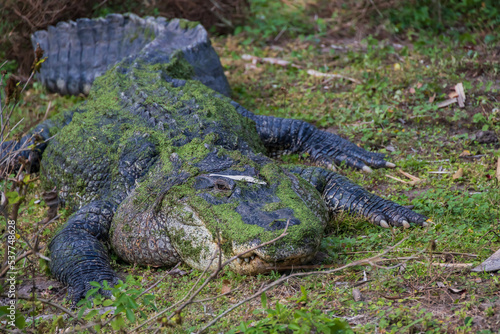 Alligator laying in the grass