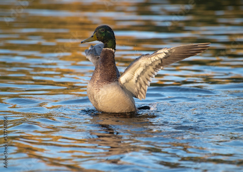 A green-headed drake, illuminated by the evening sun, swims in a city pond