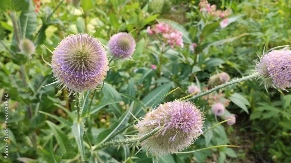 Teasel plants in bloom. Garden plants in summer season. Teasel plants in bloom. Garden plants in summer season.