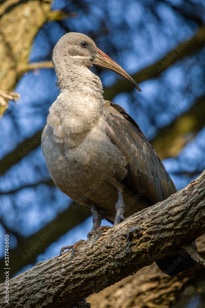 Fototapeta premium Hadeda Ibis, Kruger National Park, South Africa