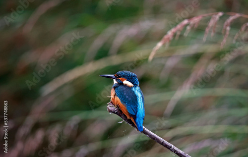 Juvenile kingfisher fishing around the lake