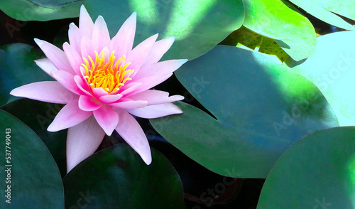 Fleur De Lotus Rose Ou nénuphar et ses feuilles flottant Sur L'Eau photo