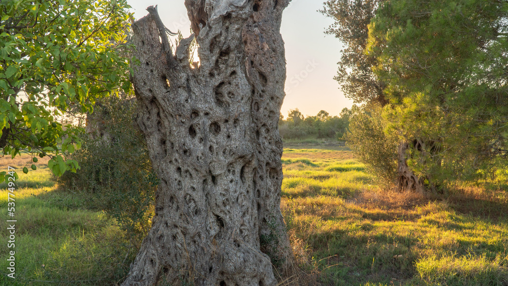 Dry embossed tree trunk in a field with sunset sunlight
