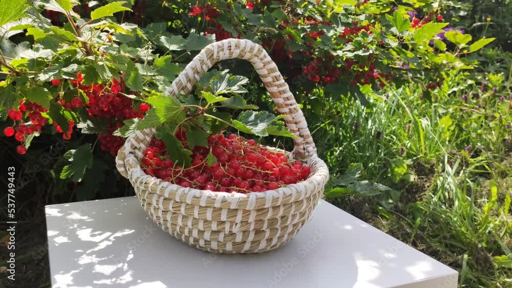 Ripe red currant berries. Summer harvest in countryside. Ripe red currant berries. Summer harvest in countryside.