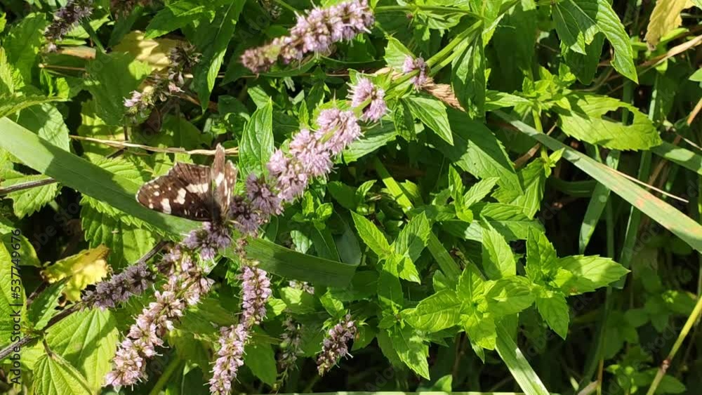 Mint medical plants in bloom. Purple flowers. in green grass. Mint medical plants in bloom. Purple flowers. in green grass.