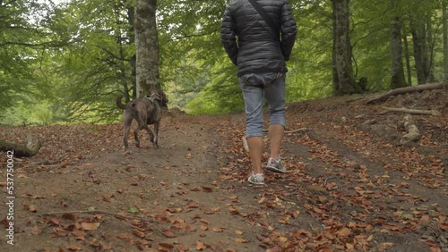 Joven mujer, pasea con su perro por el parque en otoño 