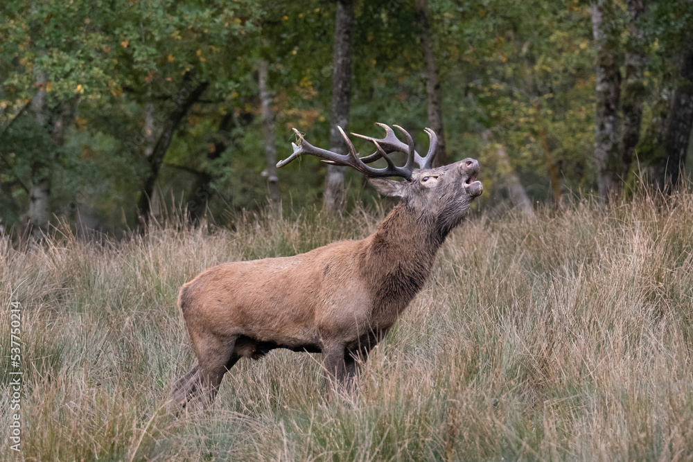 Un Cerf élaphe dans les hautes herbes pendant le brame Un Cerf élaphe dans les hautes herbes pendant le brame