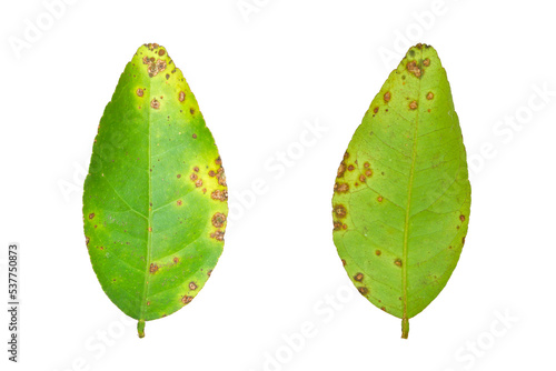 Lime leaf or lemon leaf are canker diseases isolated on white background. photo