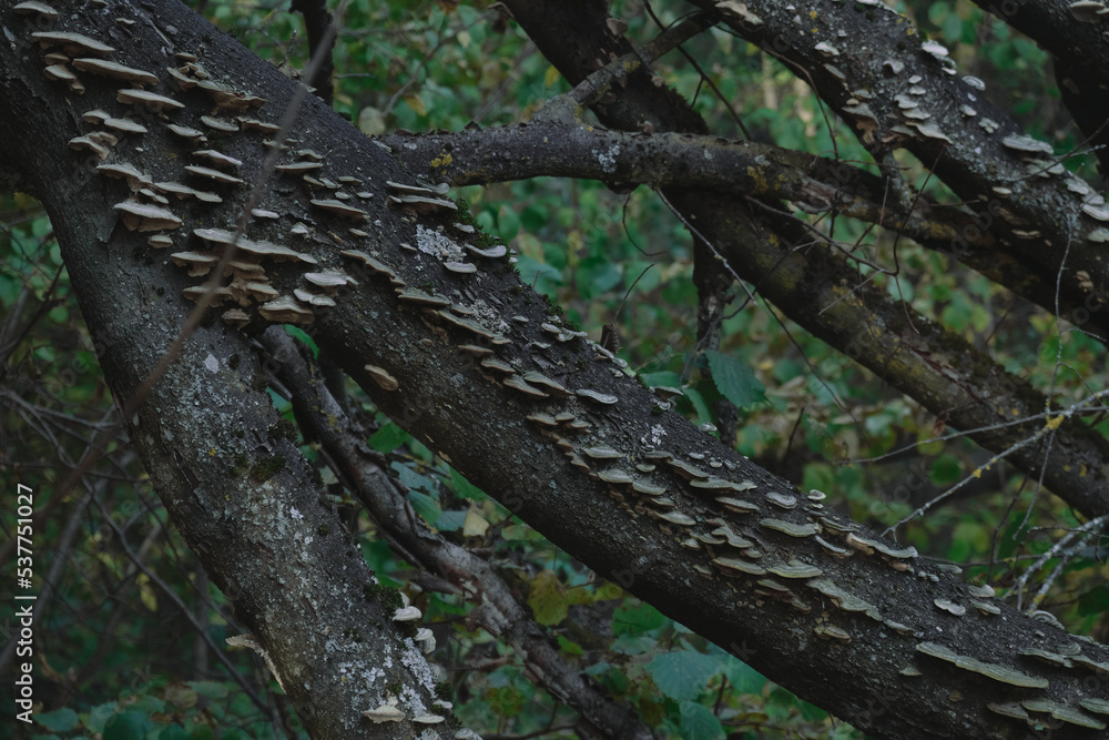 Funghi Mushrooms On Mossy Tree Log Forest background Funghi Mushrooms On Mossy Tree Log Forest background