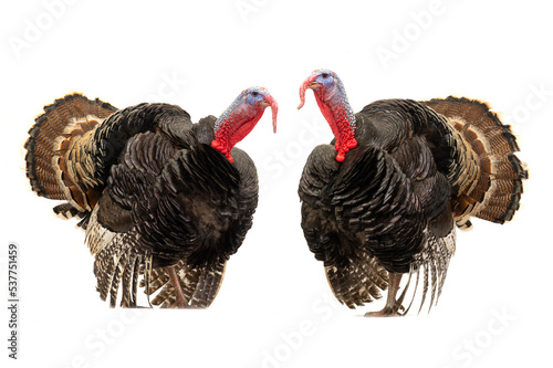 two beautiful turkeys isolated on white background