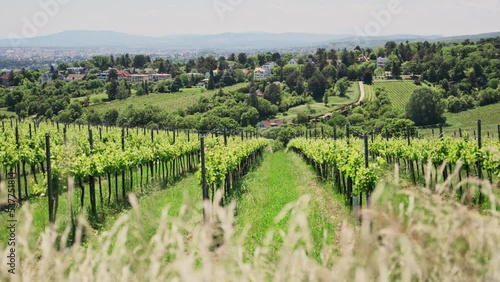 Green and yellow hills of vineyards - famous urban wine region in Vienna Austria. View of beautiful city of Vienna in background. Small houses and vines producers of white and red wines  photo