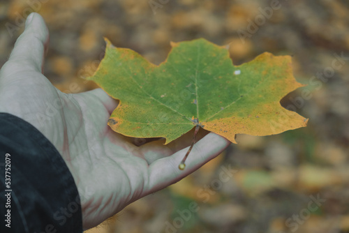 Autumn still life of maple leaves Warm colors Green red and Yellow Autumn Maple Leaf photo