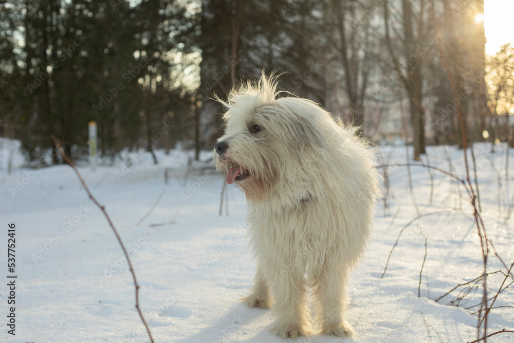 Dog in winter. Walking with pet in park in snow. Animal walks in forest. Dog in winter. Walking with pet in park in snow. Animal walks in forest.
