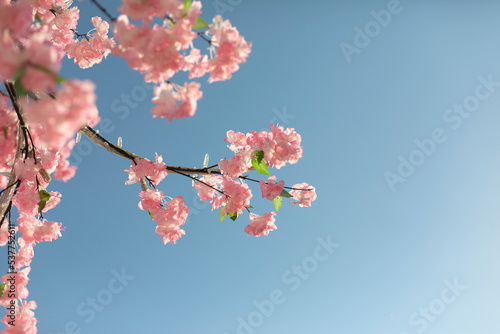 Cherry blossom branch against sky. Pink flowers of plant. Artificial wood in detail.