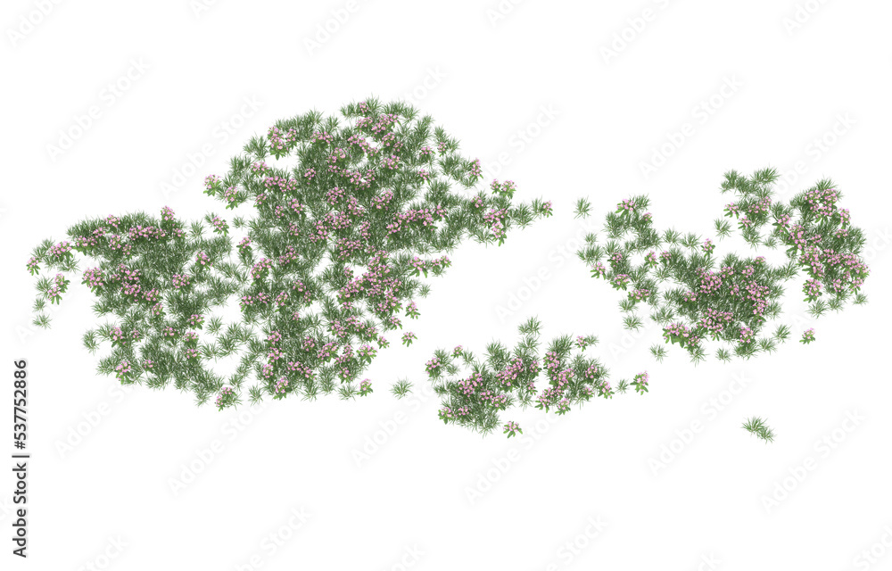 Obraz premium Field of flowers on transparent background. 3d rendering - illustration