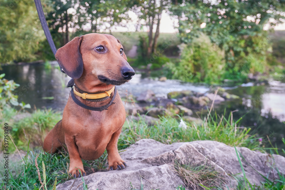 The dog sits on a rock near the river. Miniature dachshund on a leash on the background of nature. Soft filter on the image