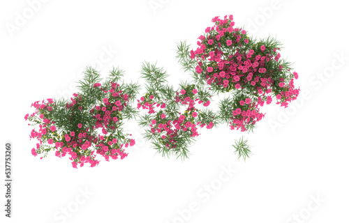 Field of flowers on transparent background. 3d rendering - illustration