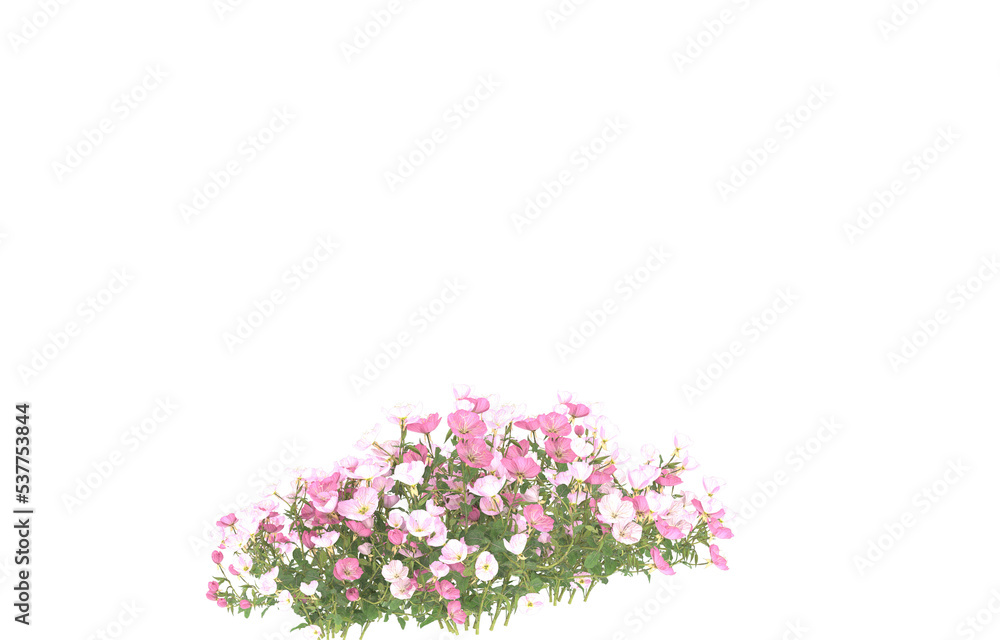 Field of flowers on transparent background. 3d rendering - illustration
