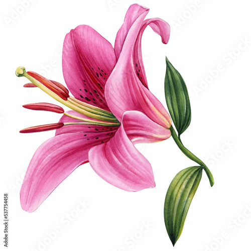 Fototapeta Naklejka Na Ścianę i Meble -  lilies, set pink flowers on isolated white background, watercolor illustration. Lily flora