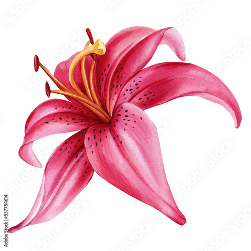 Εκτύπωση καμβά lilies, set pink flowers on isolated white background, watercolor illustration