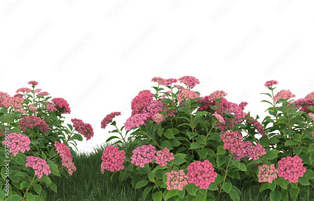 Fototapeta premium Grass and flowers on transparent background. 3d rendering - illustration