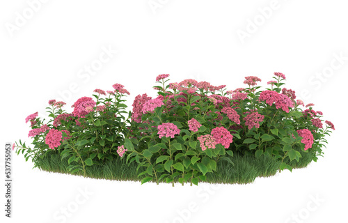 Grass and flowers on transparent background. 3d rendering - illustration