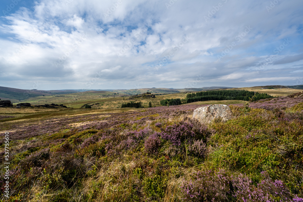 Purple heather blooming at Gib Torr, The Roaches in the Peak District National Park.