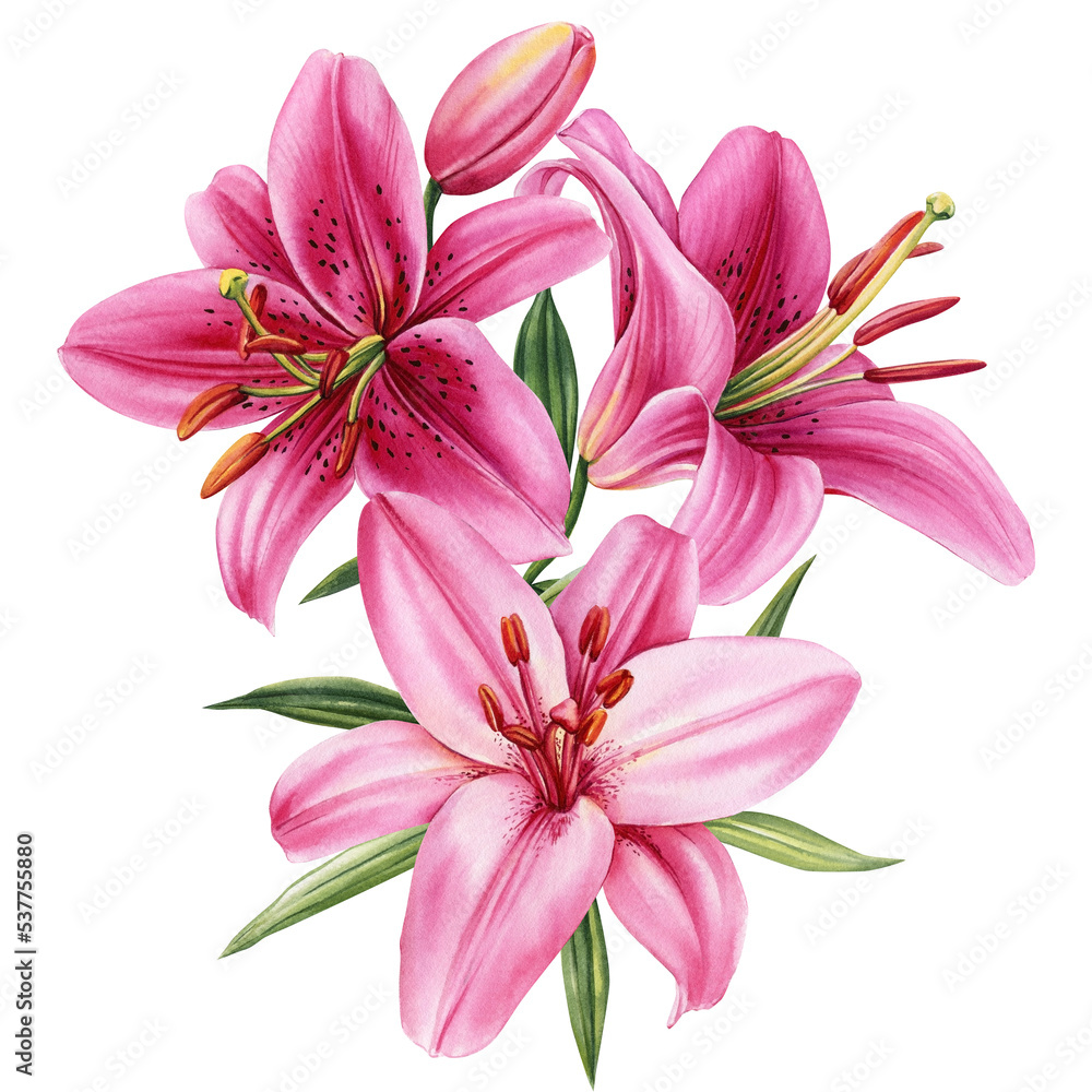 Elegant lilies, flowers on isolated white background, watercolor illustration, greeting card