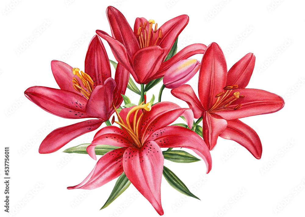 Elegant lilies, flowers on isolated white background, watercolor illustration, greeting card Elegant lilies, flowers on isolated white background, watercolor illustration, greeting card