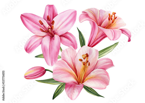 Bouquet of flowers lilies, watercolor botanical illustration, floral elements.