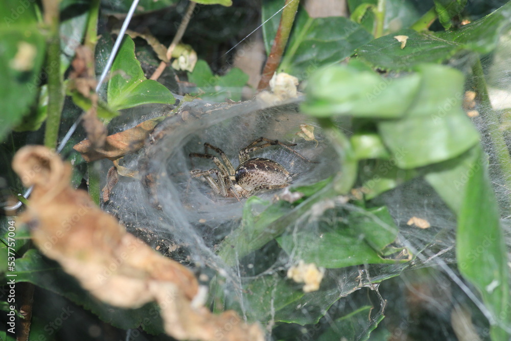 Fototapeta premium agelena labyrinthica spider macro photo