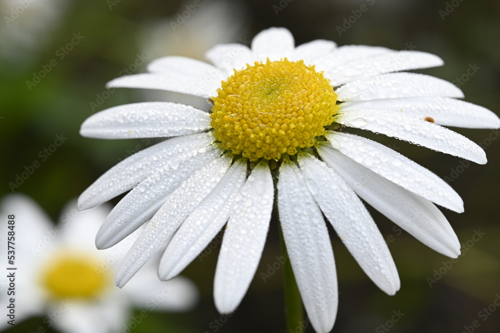 Fototapeta premium daisy flower close up, dew, macro, nature, beautiful