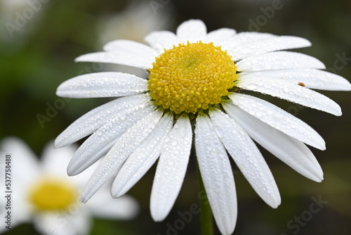 Fototapeta Naklejka Na Ścianę i Meble -  daisy flower close up, dew, macro, nature, beautiful