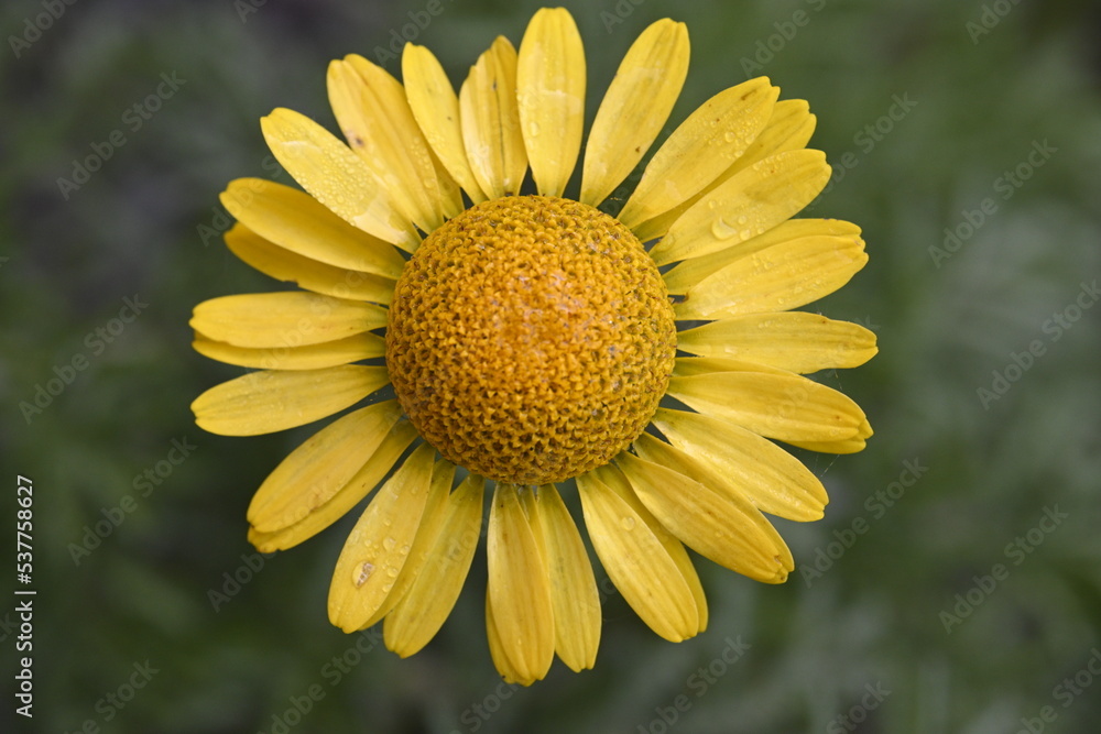 Fototapeta premium yellow daisy flower close, macro, nature, beautiful
