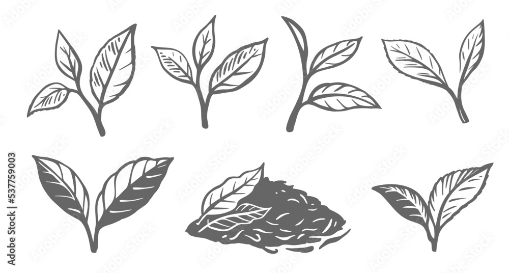 Green or black tea leaves. Green or black tea leaves.