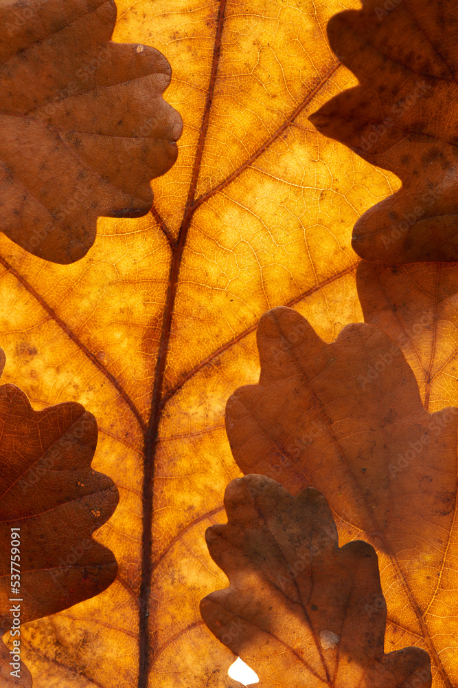 oak leaves on white background oak leaves on white background