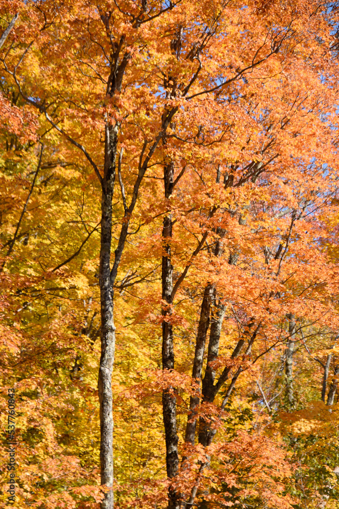 Beautiful fall colors in the Canadian countryside at fall in the province of Quebec Beautiful fall colors in the Canadian countryside at fall in the province of Quebec