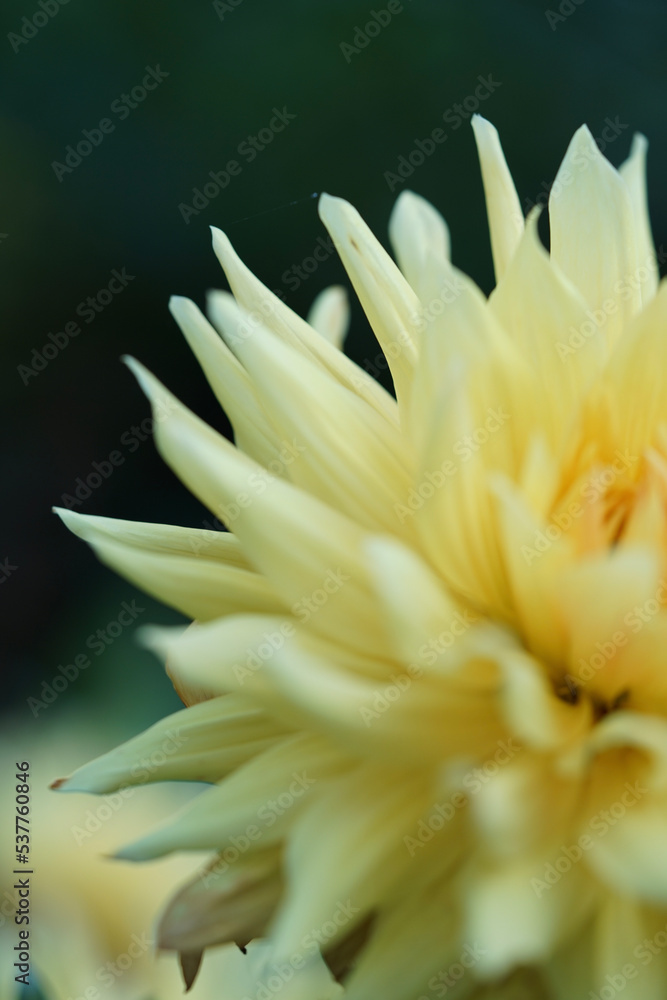 Fototapeta premium yellow dahlia flower