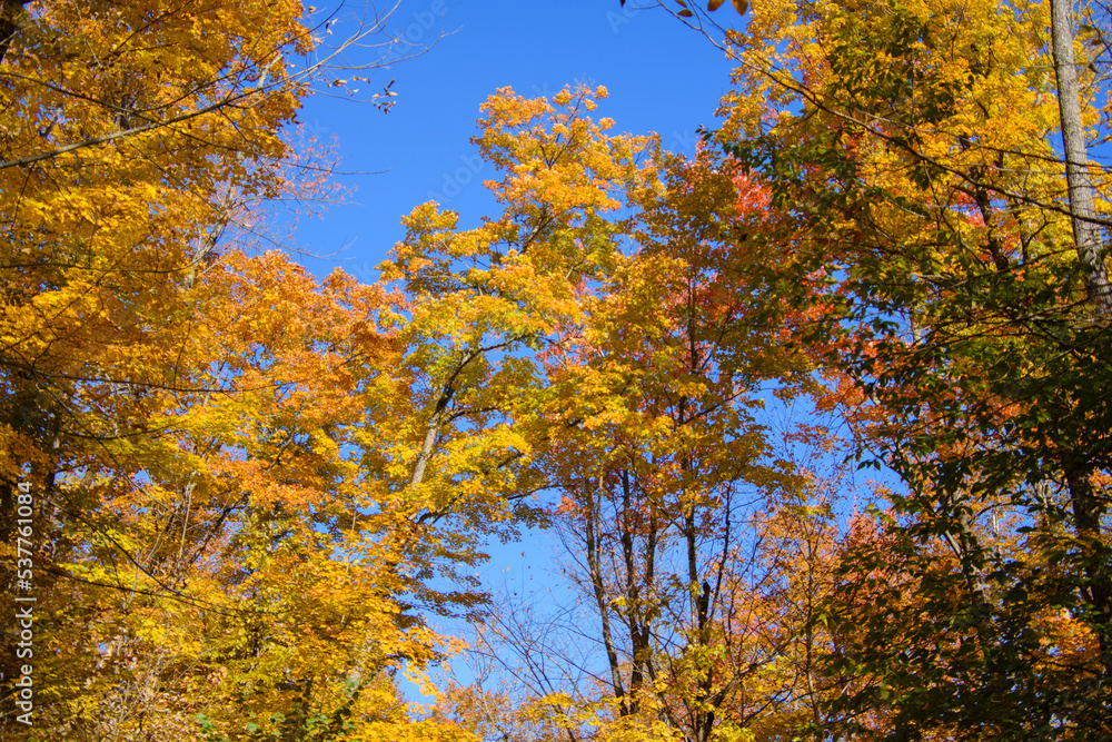 Beautiful fall colors in the Canadian countryside at fall in the province of Quebec Beautiful fall colors in the Canadian countryside at fall in the province of Quebec