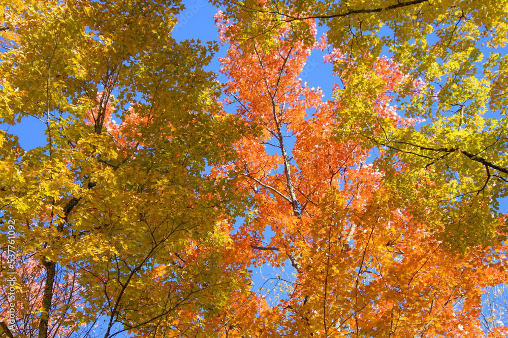 Beautiful fall colors in the Canadian countryside at fall in the province of Quebec Beautiful fall colors in the Canadian countryside at fall in the province of Quebec