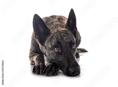 Photography Dutch Shepherd in studio