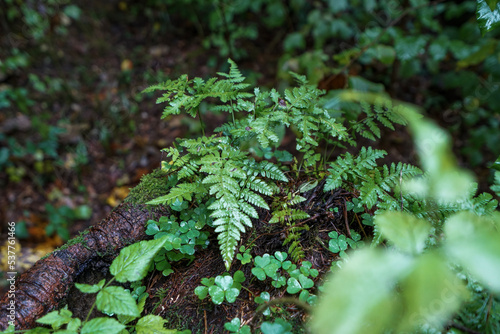 fern in the forest