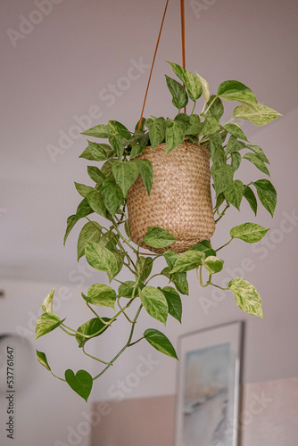 Scindapsus aureum leaves in a hanging pot