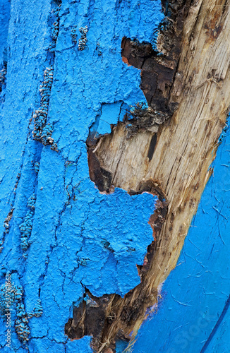 blue painted tree trunk detail photo