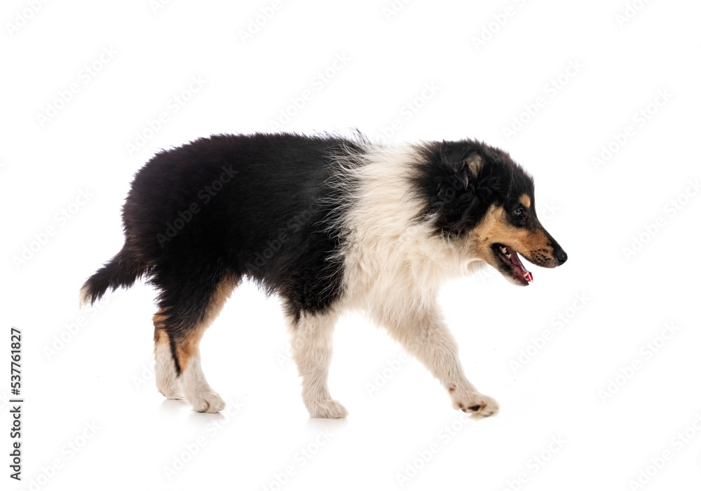 Fototapeta premium puppy Rough Collie