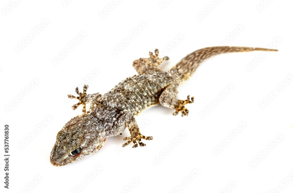 Naklejka premium Gecko in studio