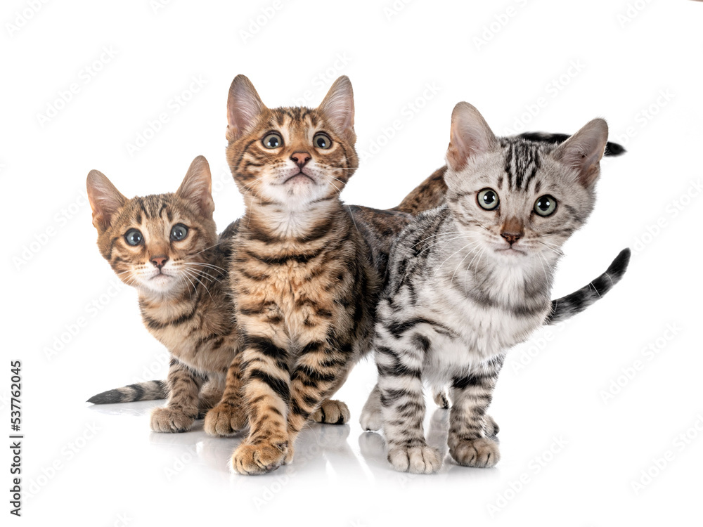 Obraz premium bengal kitten in studio