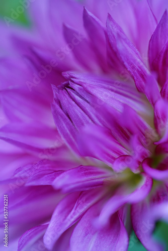 Fototapeta Naklejka Na Ścianę i Meble -  close up of pink dahlia 