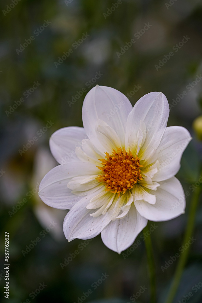 Dahlia Twining’s White Chocolate Dahlia Twining’s White Chocolate